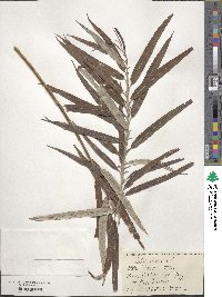 Salix viminalis image