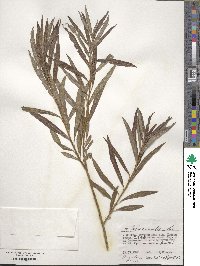 Salix viminalis image