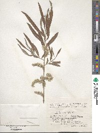 Salix viminalis image