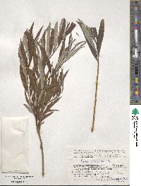 Salix viminalis image