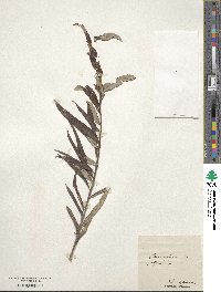 Salix viminalis image