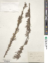 Salix viminalis image