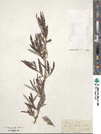 Salix viminalis image