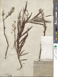 Salix viminalis image