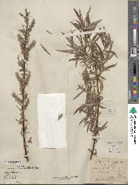 Salix viminalis image