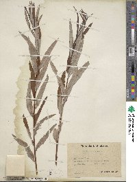 Salix viminalis image