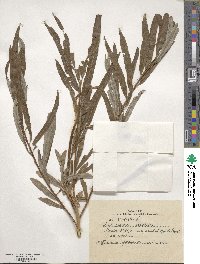 Salix viminalis image