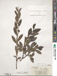 Salix viminalis image