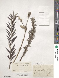 Salix viminalis image