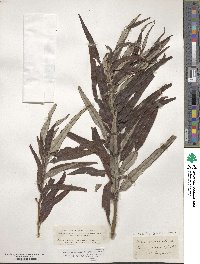 Salix viminalis image