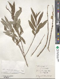 Salix viminalis image