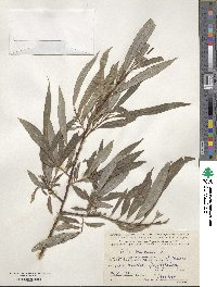 Salix viminalis image