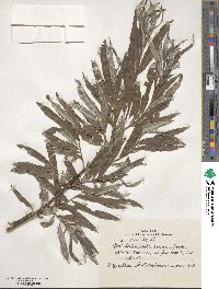 Salix viminalis image