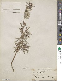 Salix viminalis image