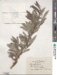 Salix viminalis image