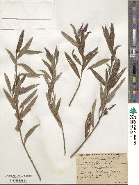 Salix viminalis image