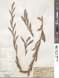 Salix vinogradovii image