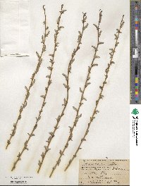 Salix vinogradovii image