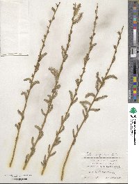 Salix vinogradovii image