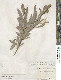 Salix vinogradovii image