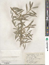 Salix vinogradovii image