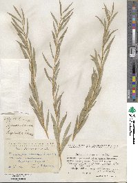 Salix vinogradovii image