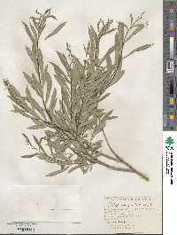 Salix vinogradovii image