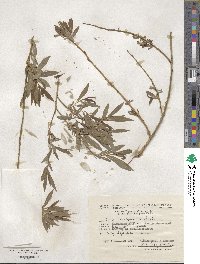 Salix vinogradovii image