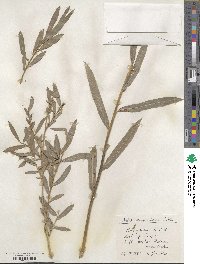 Salix vinogradovii image