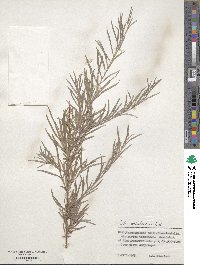 Salix wilhelmsiana image