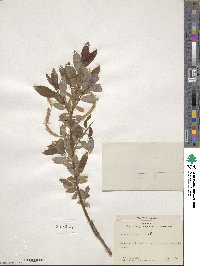 Salix triandra image