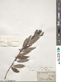 Salix triandra image