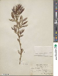 Salix triandra image