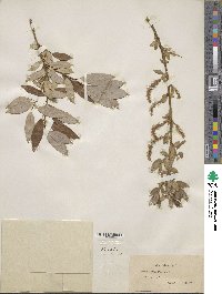 Salix triandra image