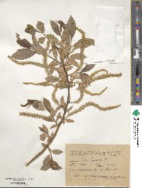 Salix triandra image