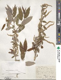 Salix triandra image