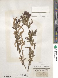 Salix triandra image