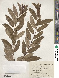 Salix triandra image