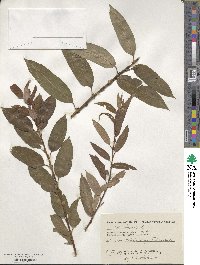 Salix triandra image