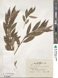 Salix triandra image