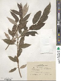 Salix triandra image