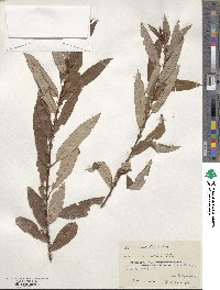 Salix triandra image