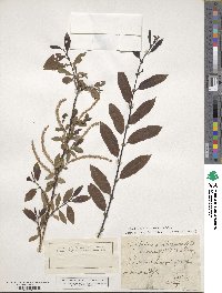 Salix triandra image