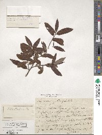 Salix triandra image