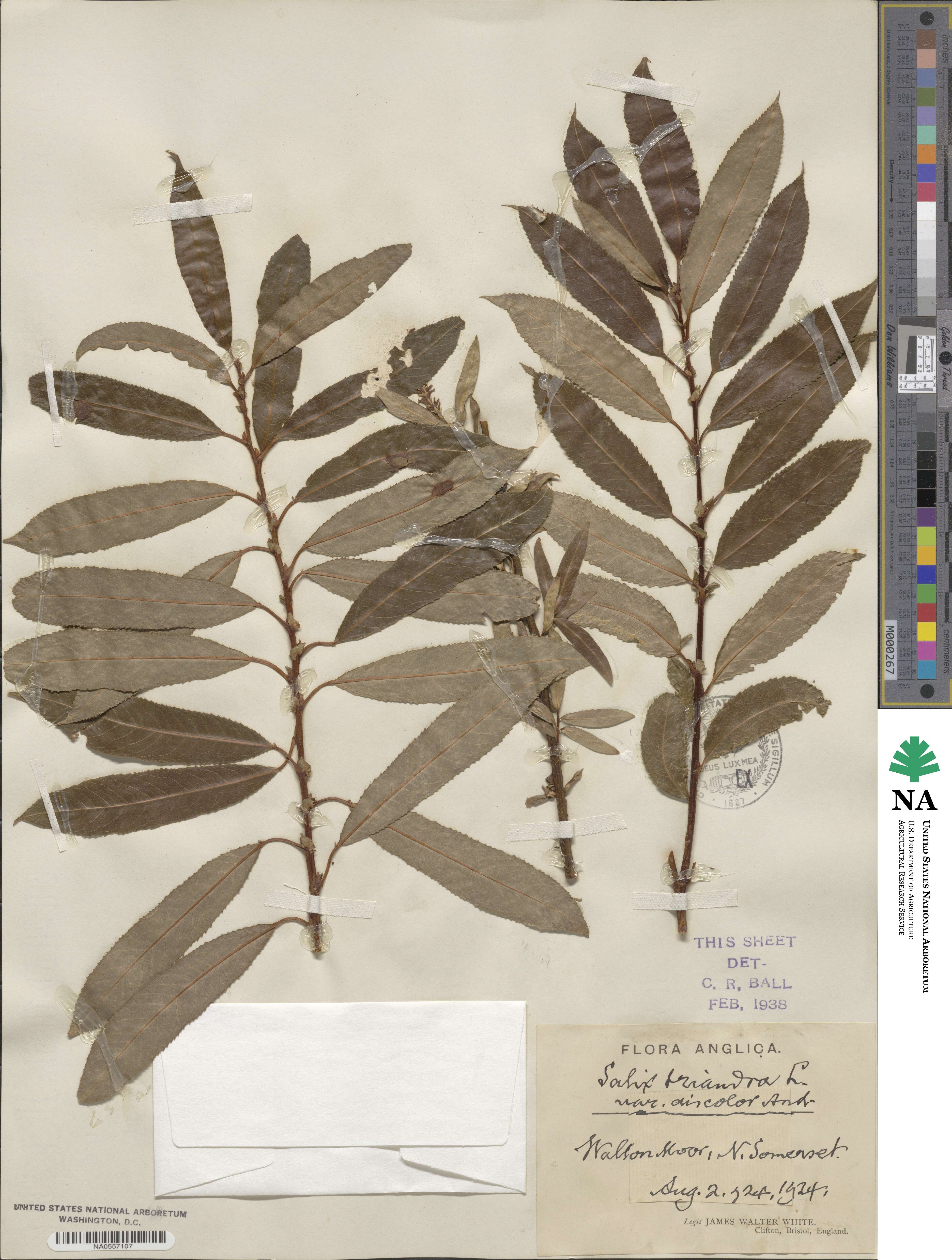 Salix triandra image