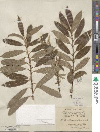 Salix triandra subsp. amygdalina image