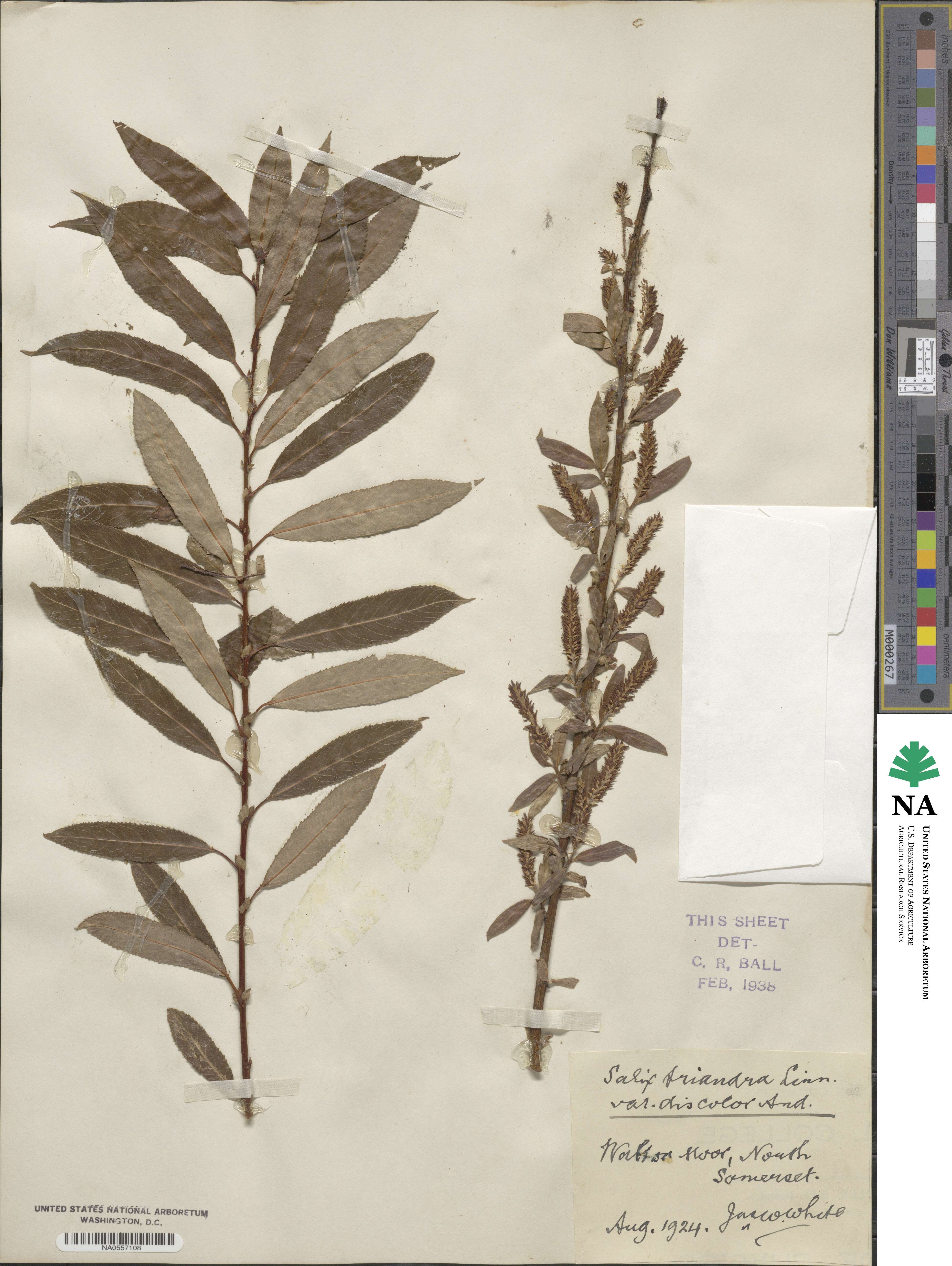 Salix triandra subsp. amygdalina image