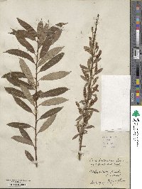 Salix triandra subsp. amygdalina image