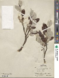 Salix triandra image