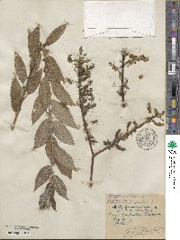 Salix triandra image